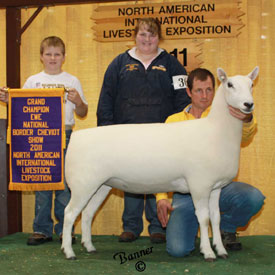 Champion Ewe