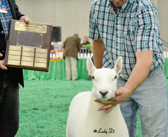 Champion Ewe