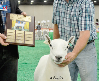 Champion Ewe