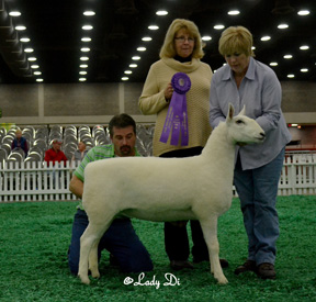 Champion Ewe