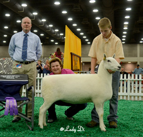 Champion Ewe