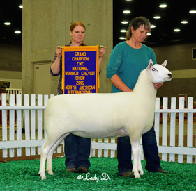 Champion Ewe