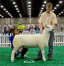 Champion Ewe