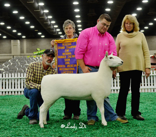 Champion Ewe