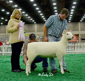 Champion Ewe