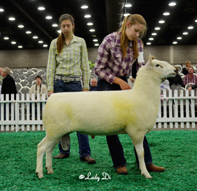 Champion Ewe