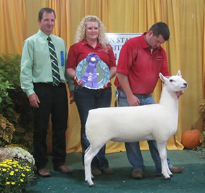 Champion Ewe