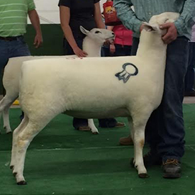 Champion Ewe