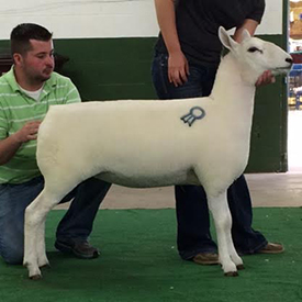 Reserve Champion Ewe