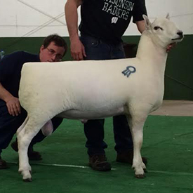 Reserve Champion Ram