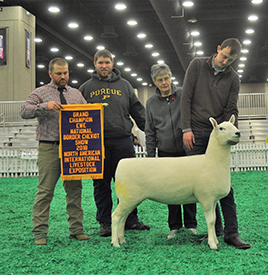 Champion Ewe