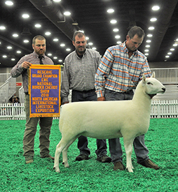 Reserve Champion Ewe