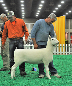 Reserve Junior Champion Ewe