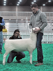 Reserve Junior Champion Ram