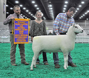 Reserve Champion Ram