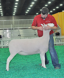 Reserve Senior Champion Ewe