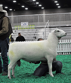 Reserve Senior Champion Ram