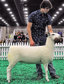 Champion Ewe