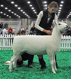 Reserve Champion Ewe