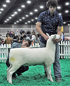 Reserve Junior Champion Ewe