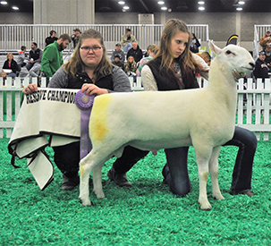 Reserve Champion Ram