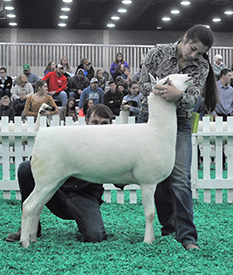 Reserve Senior Champion Ewe