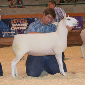 National Cheviot Show & Sale