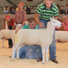 National Cheviot Show & Sale