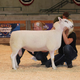 National Cheviot Show & Sale