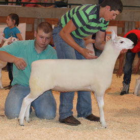 National Cheviot Show & Sale