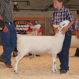 National Cheviot Show & Sale