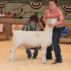 National Cheviot Show & Sale