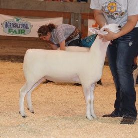 National Cheviot Show & Sale