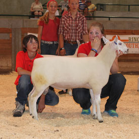 National Cheviot Show & Sale