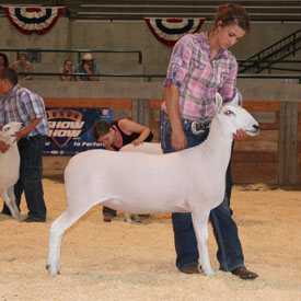 National Cheviot Show & Sale