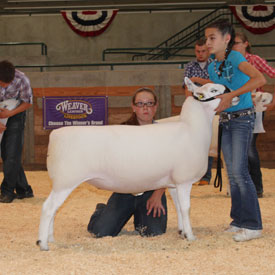 National Cheviot Show & Sale