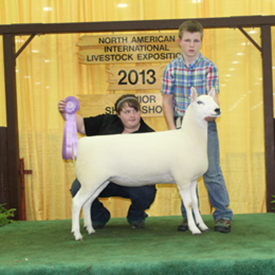 Reserve Champion Ewe