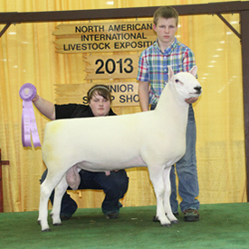 Reserve Champion Ram