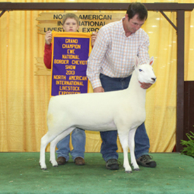 Champion Ewe