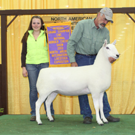 Reserve Champion Ewe