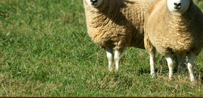 american cheviot sheep society