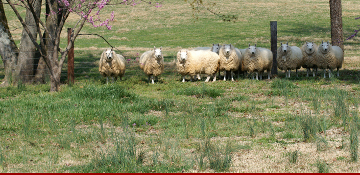 american cheviot sheep society