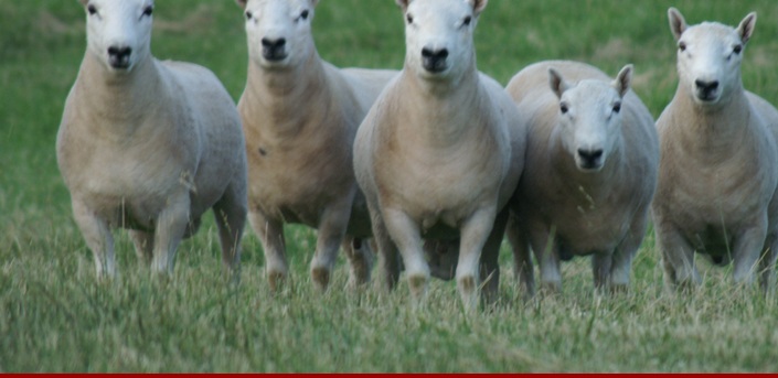 american cheviot sheep society