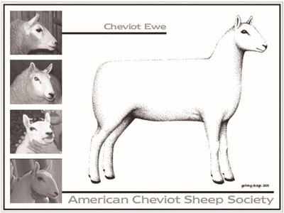 Cheviot Ewe Standards