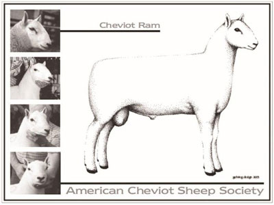 Cheviot Ram Standards